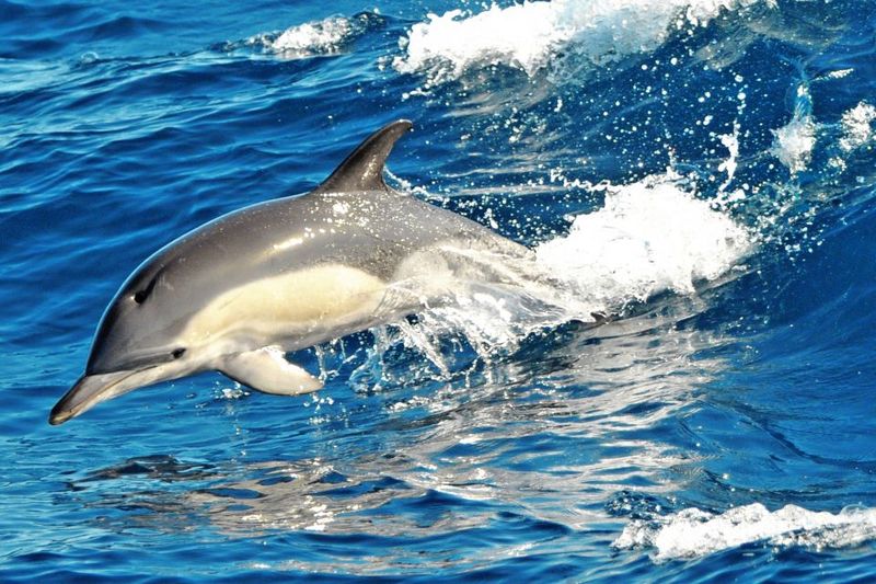 Morro Jable: Dolphin & Whale Watching Cruise, Drinks & Swim - Pickup vs. Meet at Morro Jable Port: Logistics Without the Headache