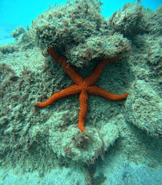 Morro Jable: Snorkeling Adventure - The Experience in Detail