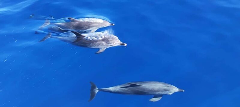 Morro Jable:Dolphin & Whale Watching Boat Tour & Snorkeling - Wildlife and Marine Life: What You Might See