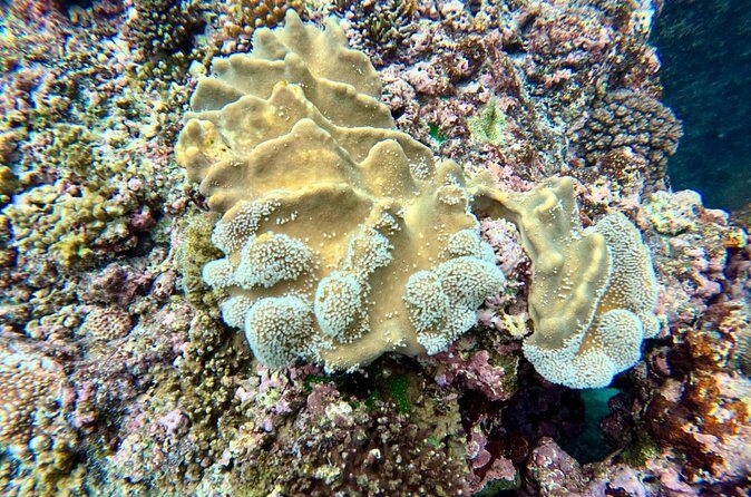 Moso Blue Cave Day Tour - Who Would Love This Tour?