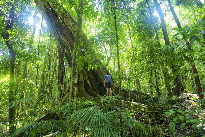 Mossman Gorge Daintree Experience Small Groups - Diving into the Details: What to Expect from the Tour