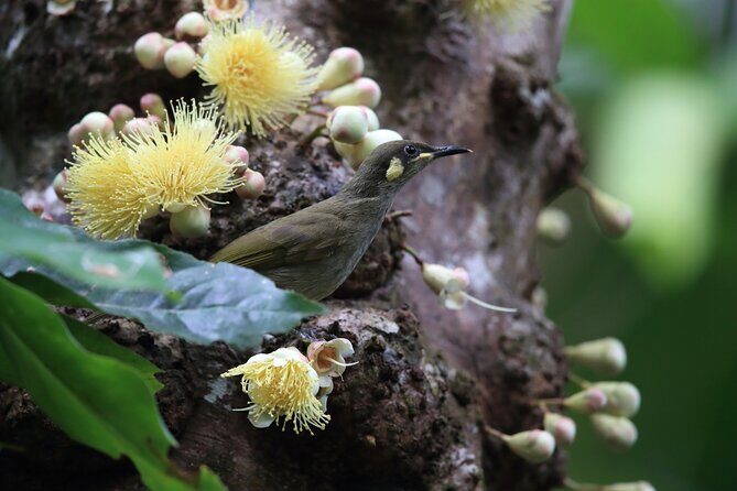 Mossman Gorge Daintree Experience Small Groups - Price and Value