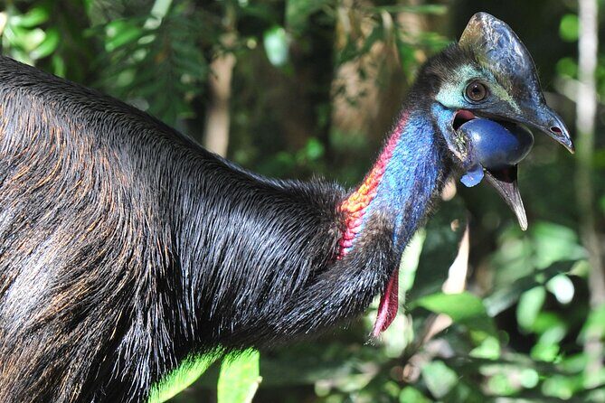 Mossman Gorge Daintree Experience Small Groups - The Sum Up