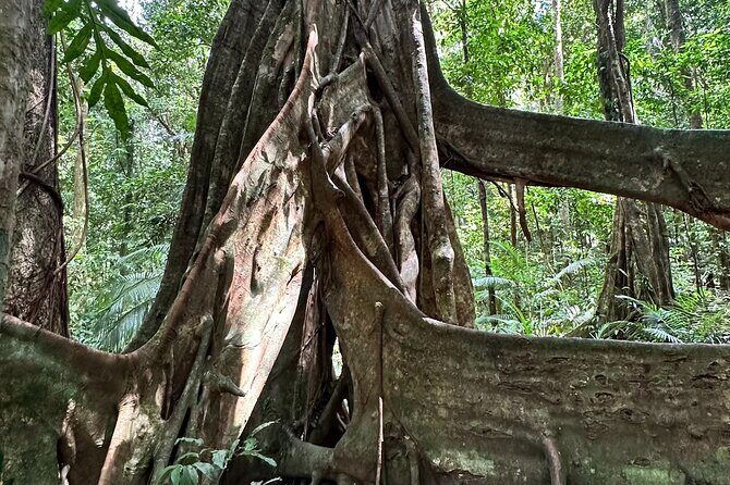 Mossman Gorge Daintree Experience Small Groups - FAQ