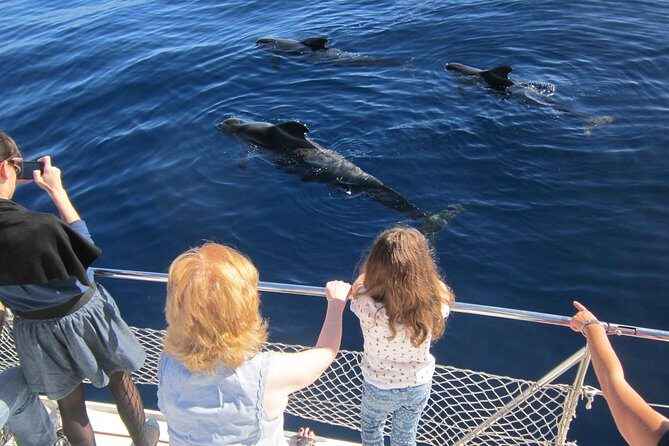 Most Famous Catamaran in Tenerife Island (2 hours and 3 hours tours) - What to Expect from the Tour