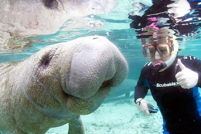 Most Popular 3hr Manatee Swim Tour + In-Water Guide! - FAQ