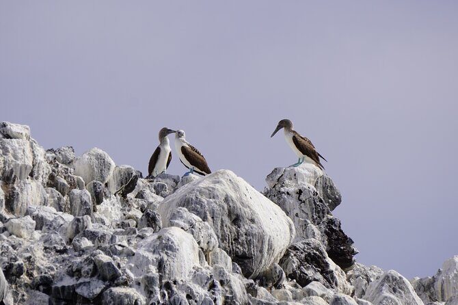 Most Popular Tour in La Paz Isla Espíritu Santo and Sea Lions - An In-Depth Look at the La Paz Isla Espíritu Santo and Sea Lions Tour