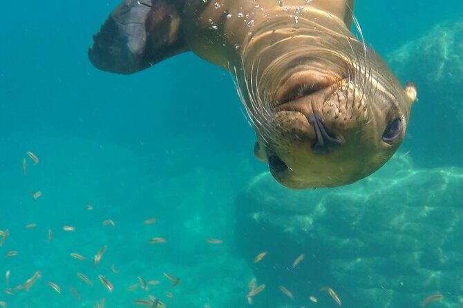 Most Popular Tour in La Paz Isla Espíritu Santo and Sea Lions - Who Is This Tour Best For?