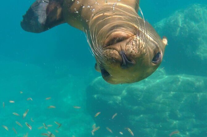 MOST POPULAR TOUR IN LA PAZ! Swim with Sea Lions Private Boat - What Makes This Tour Stand Out?