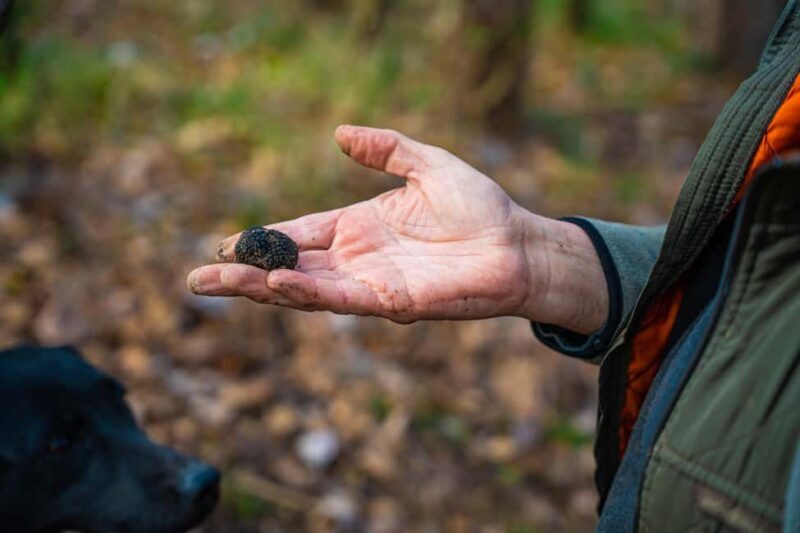 Motovun: Truffle Hunt & 3-Course Brunch with Locals - Into the Forest: Hunting with Dogs and a Local Family