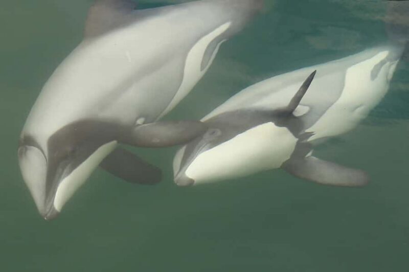 Motuara Island Sanctuary: Wildlife & Dolphin Watching Tour - An Honest Look at the Experience