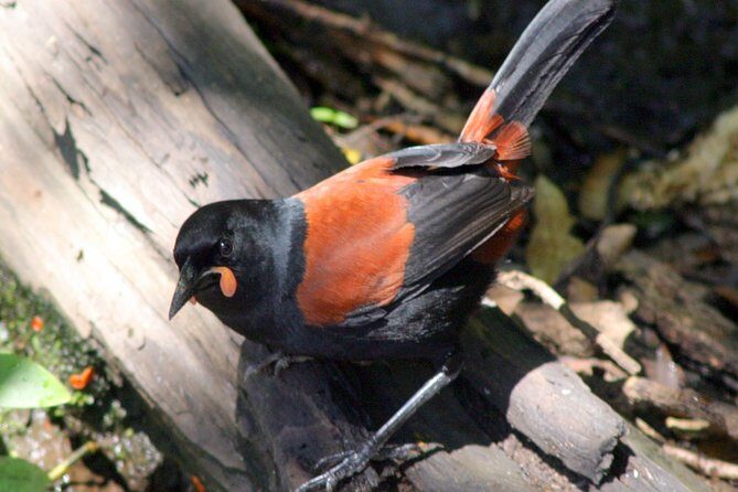 Motuara Wildlife Sanctuary Tour and Dolphin Cruise from Picton - Key Points