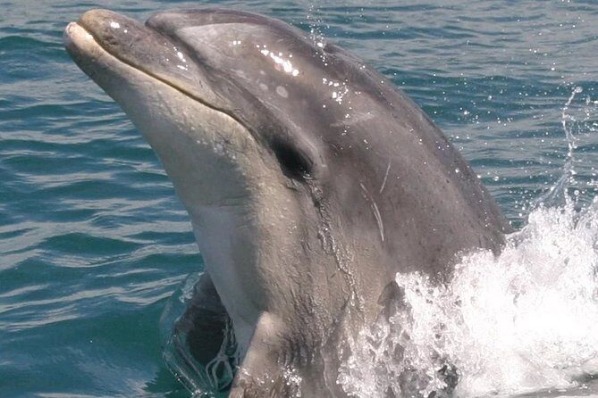 Motuara Wildlife Sanctuary Tour and Dolphin Cruise from Picton - FAQ