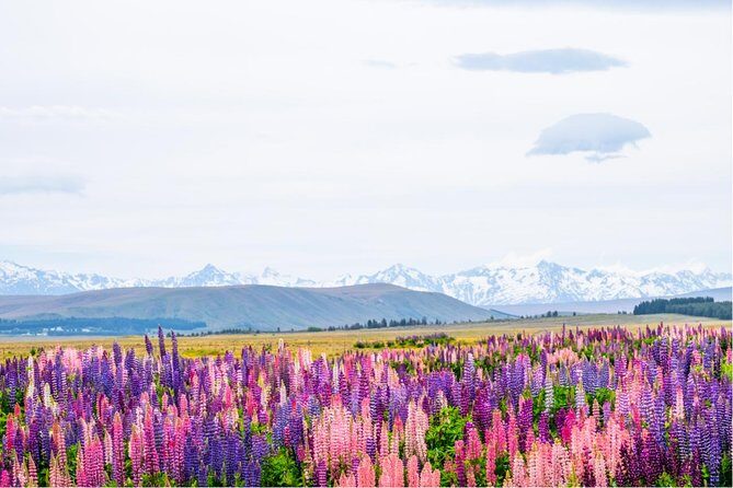 Mount Cook Day Tour from Queenstown - Final Thoughts