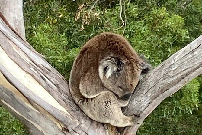 Mount Eccles Volcano  Budj Bim National Park - The Tours Practical Aspects
