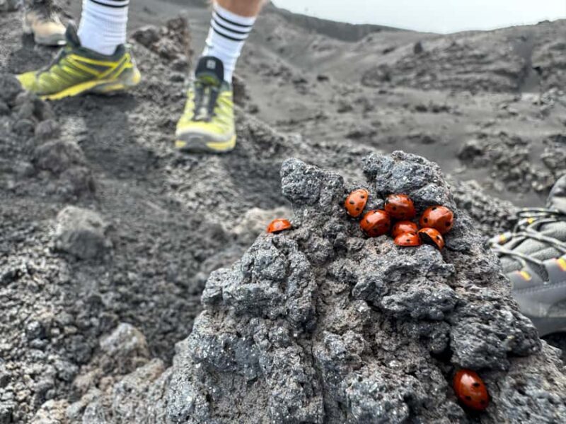 Mount Etna: Day trip to the high altitude craters at 3000 meters trekking - FAQs