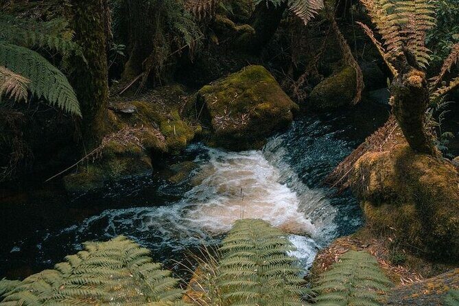 Mount Field And The Derwent Tasting Trail - Optional: New Norfolk Distillery