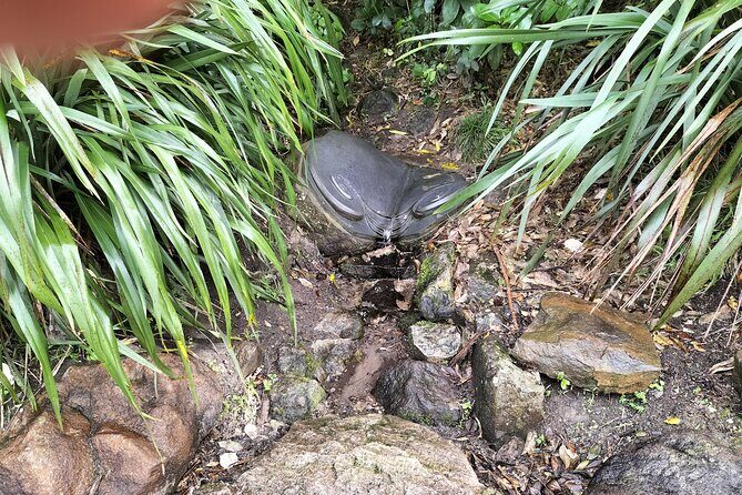 Mount Maunganui Hkoi Walking Tour - The Whole Experience: What You Can Expect