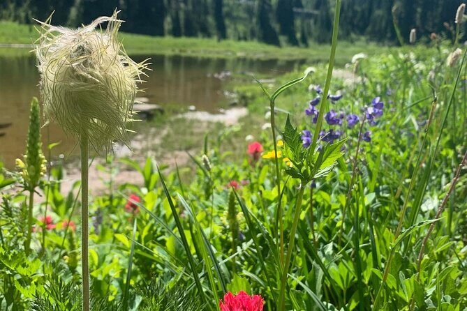 Mount Rainier Full Day Private Tour and Hike - An In-Depth Look at the Mount Rainier Full Day Private Tour and Hike