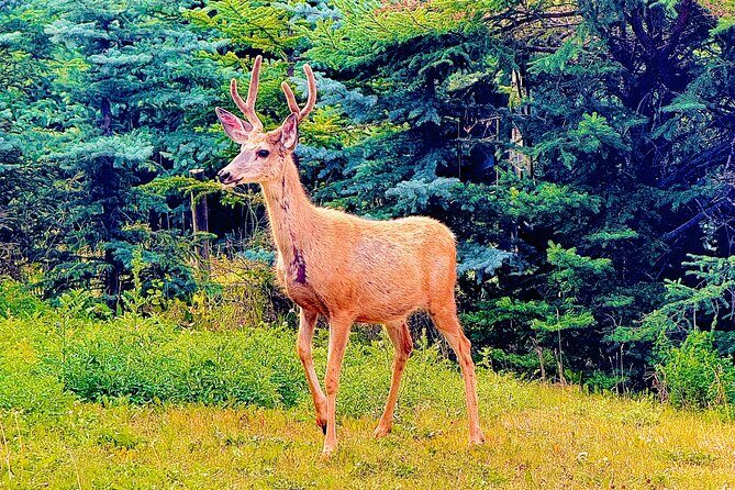 Mount Royal Hotel to Banff National Park Minivan Tour - What Past Travelers Say