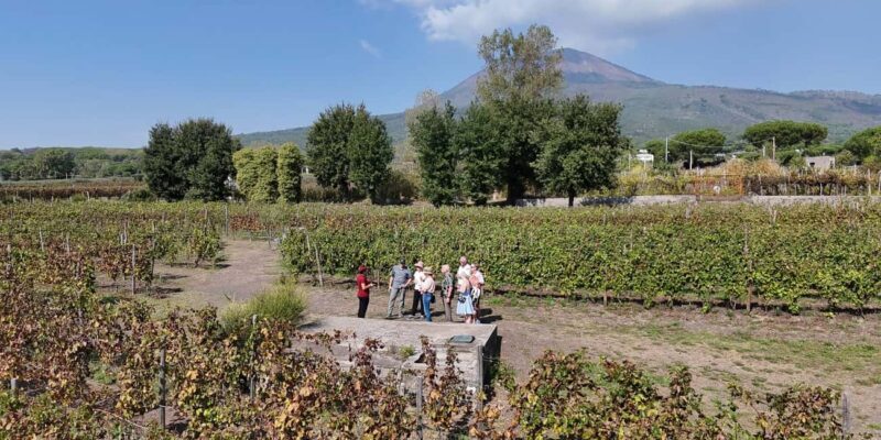 Mount Vesuvius: Vineyards Tour with Wine Tasting and Lunch - FAQ