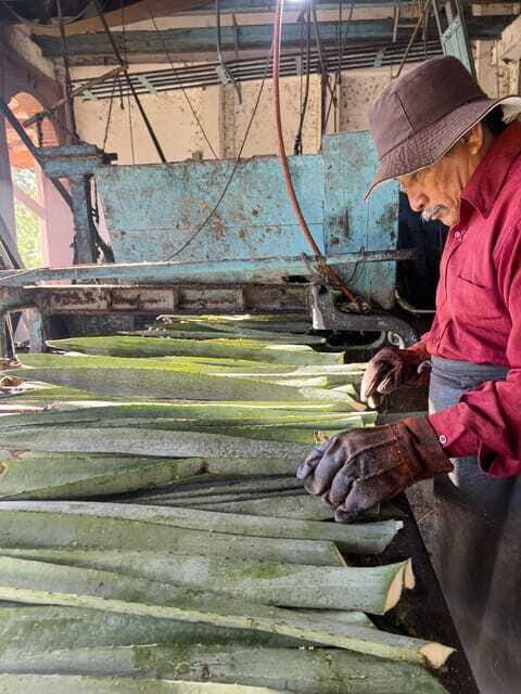 Mountain Biking in the Mayan Jungle / Visit Cenotes / Hacienda - Authentic Experiences and Honest Feedback