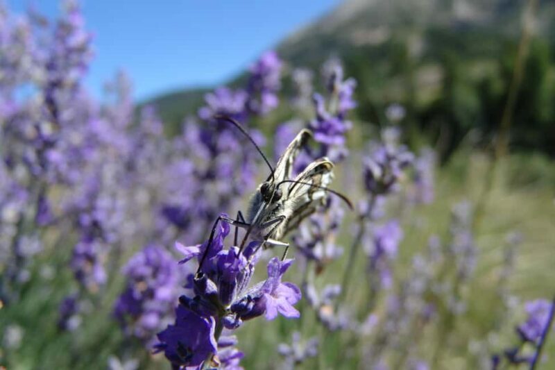 Mountain Train Experience: Hike & Mystic Forest (From Nice) - Final Thoughts