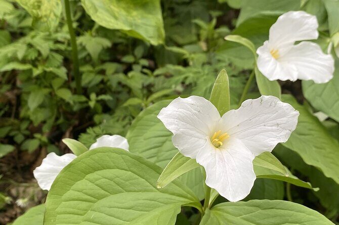 Mountaineer's Way Hike in the Smokies - The Experience Through the Eyes of Others