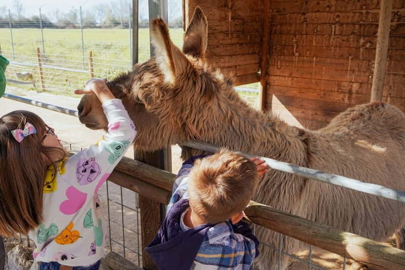 Mozzarella experience: discovering the art of cheese making - What to Expect from the Mozzarella Experience