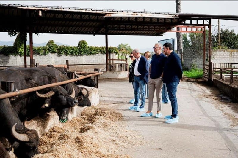 Mozzarella experience: discovering the art of cheese making - FAQ