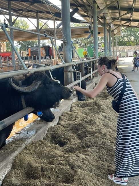 Mozzarella Experience: Tour + Lunch in Paestum's dairy - Is it Worth the Price?