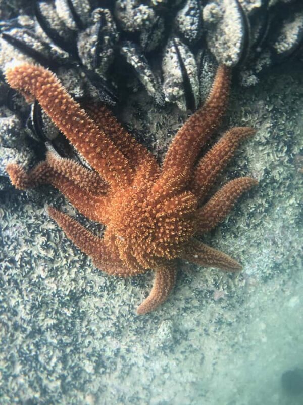 Mrahau: Abel Tasman Marine Reserve Kayak Tour - Key Points