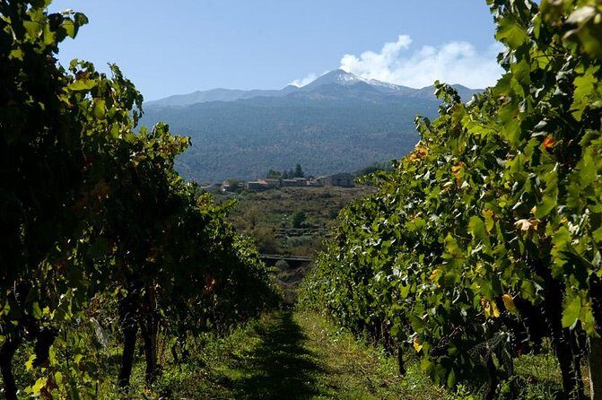 Mt Etna and Wine tasting tour from Catania - The Sum Up