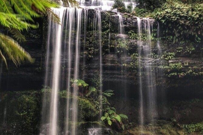 Mt Field National Park and Russell Falls with Bonorong Wildlife - Price and Value