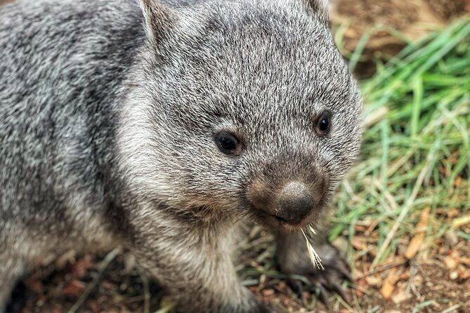 Mt Field National Park and Russell Falls with Bonorong Wildlife - Final Thoughts