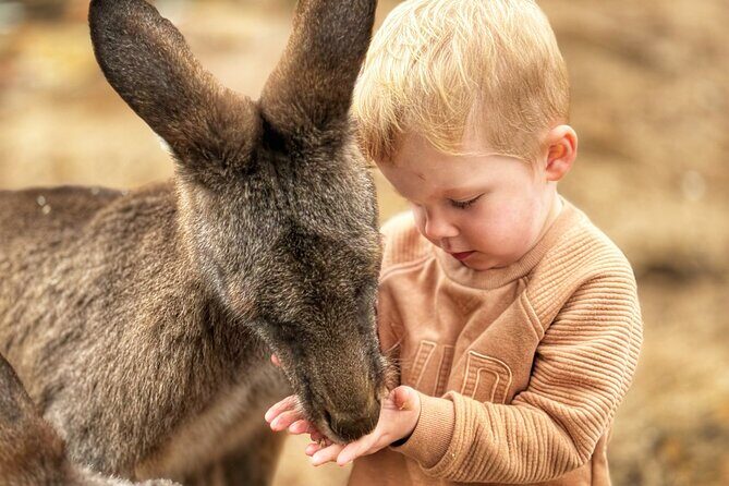 Mt Field National Park and Russell Falls with Bonorong Wildlife - FAQ