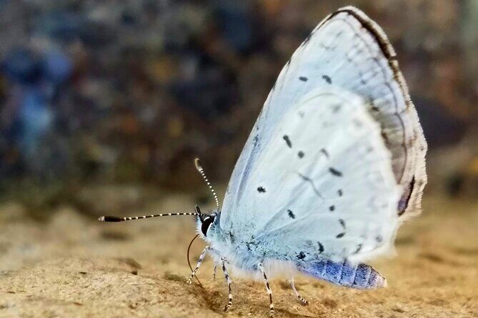 Mt. Hood Loop Tour from Portland - FAQ