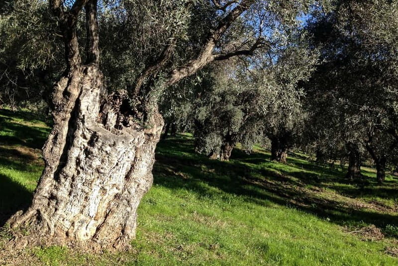 Mt. Parnassos: Mountain Bike in Altitude Forest - FAQ