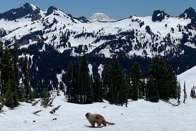 Mt. Rainier Tour and Guided Hike - A Deep Dive into the Mt. Rainier Tour and Guided Hike