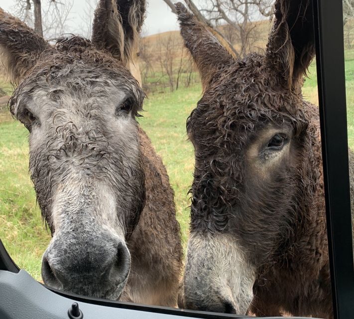 Mt Rushmore, Crazy Horse, Custer State Park Monument Tour - Transportation and Comfort