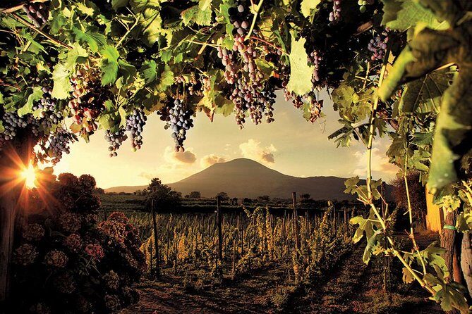Mt. Vesuvius Wine Tasting and Lunch Experience from Pompeii - Pricing and Value