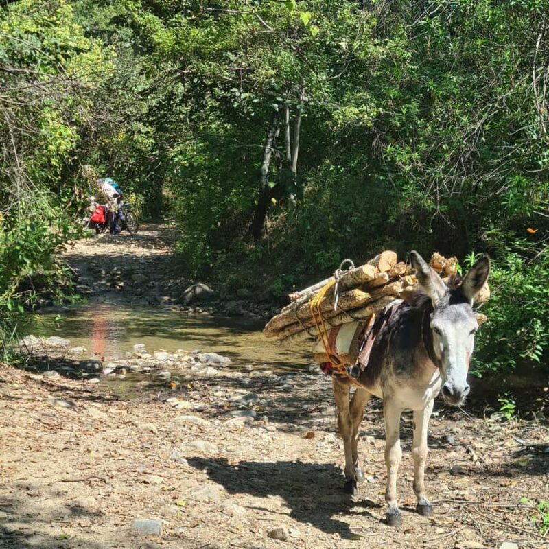 MTB Bike tour to the Monkey Tree + Bread Maker & Tule tree - FAQ