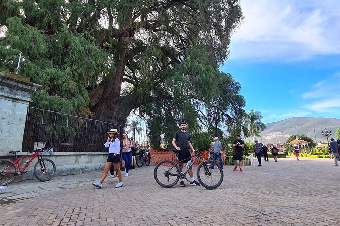 MTB Bike Tour: Tree of the Tule on mountain trails - Practical Details & What to Expect