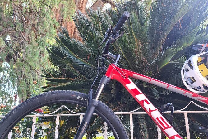 MTB Bike Tour: Tree of the Tule on mountain trails - The Sum Up