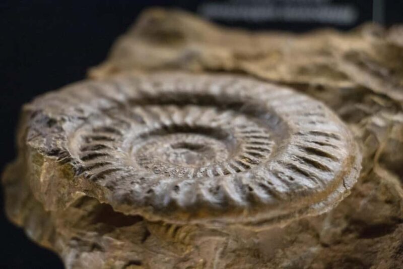 MUCBO | Jardí Botànic de Sóller - Balearic Museum of Natural Sciences - FAQ