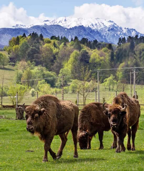 Mud Volcanoes & Trovants, Bison Sanctuary, Waterfall, Lakes. - The Experience: Pros and Cons