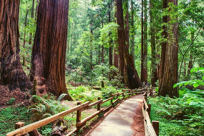 Muir Woods and Sausalito Half Day Tour - Practical Tips for Your Trip
