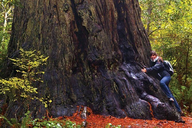 Muir Woods & Napa-8hr-Private Scenic Wine Tour From San Francisco - Who Would Love This Tour?