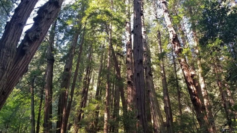 Muir Woods, Sausalito and Ferry back to Fisherman's Wharf - An In-Depth Look at the Tour Experience