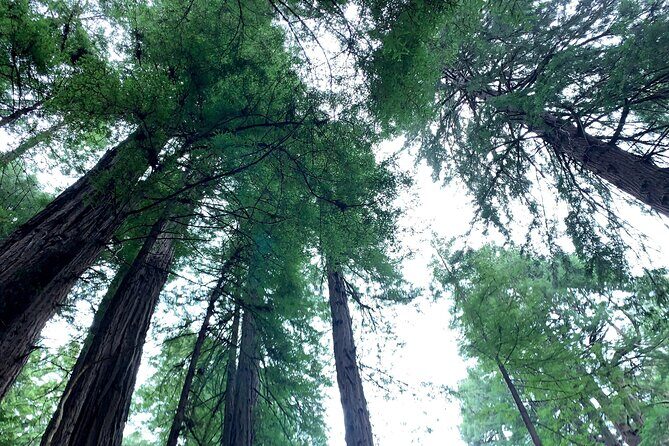 Muir Woods, Sausalito and Golden Gate Bridge - What You Can Expect From This Tour